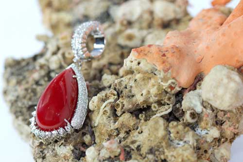 Coral Orafa Mediterranea